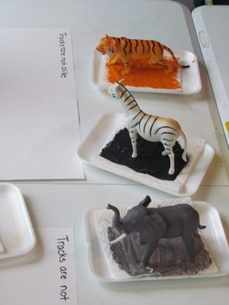 Preschool activity | Animal tracks are not alike | Teach Preschool