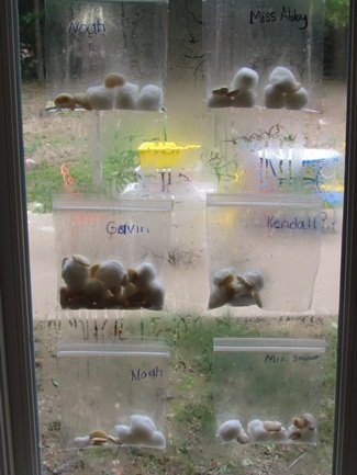 Planting and growing beans in our preschool window | Teach Preschool